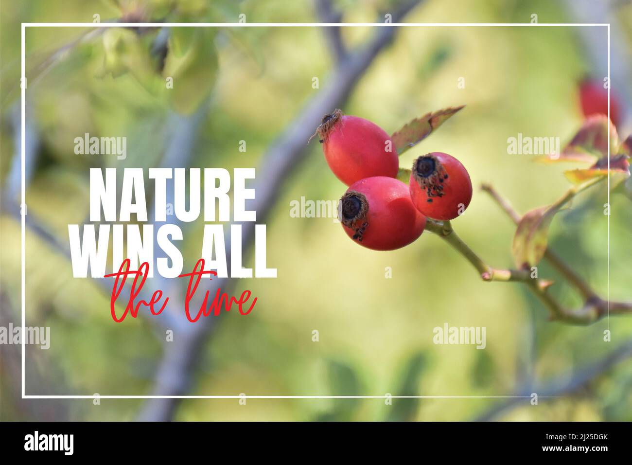 Nature wins all the time. Wording design, lettering. Beautiful inspirational, motivational, life quotes. Rose hip plant in nature, closeup photography Stock Photo