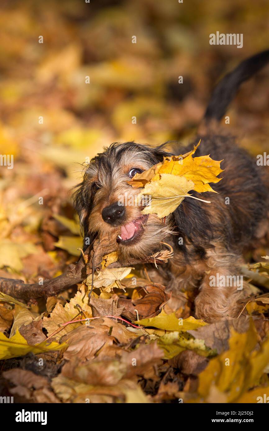 Wire-haired Miniature Dachshund playing in autumn leaves. Germany Stock Photo