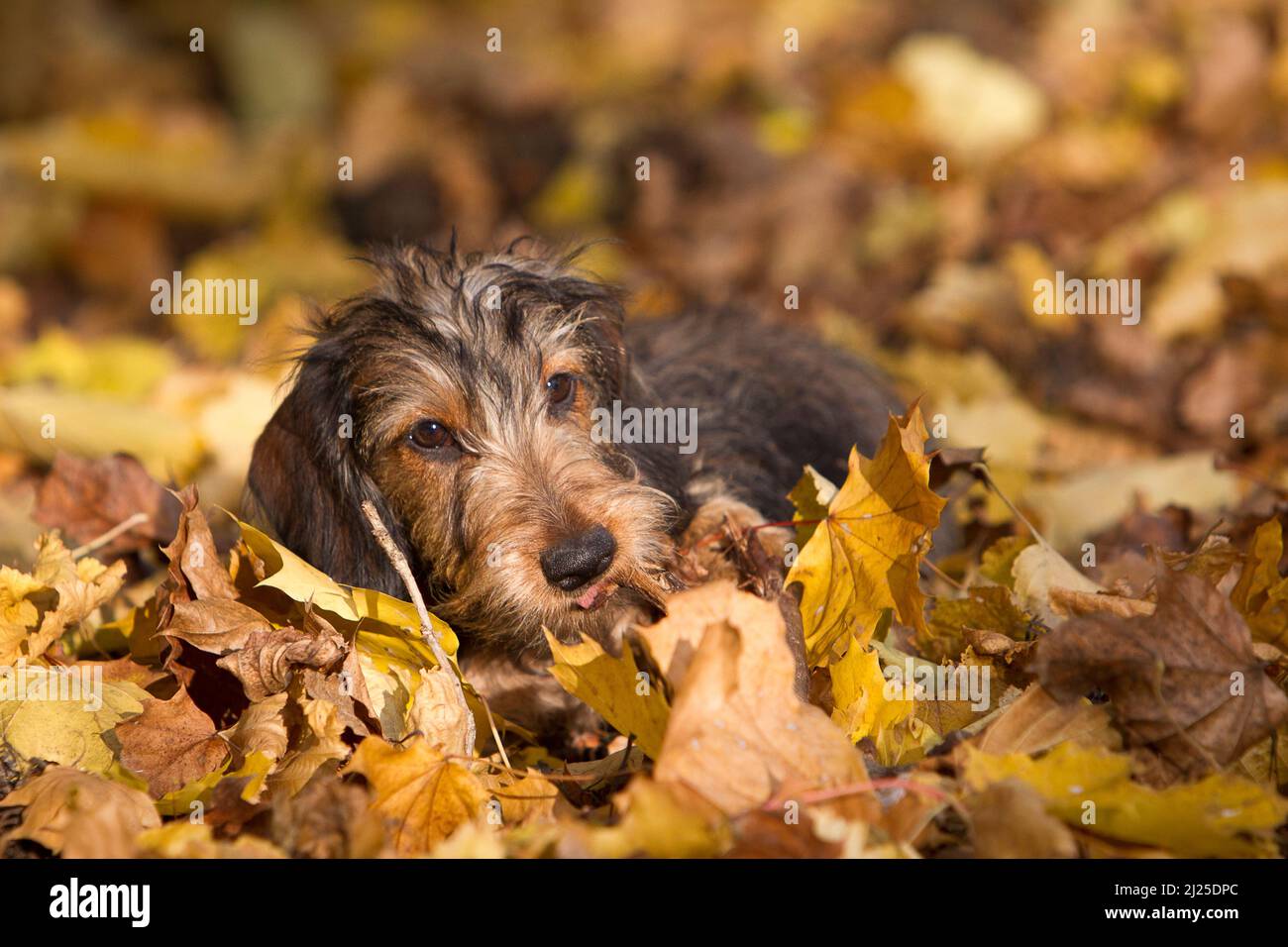 Wire-haired Miniature Dachshund lying in autumn leaves. Germany Stock Photo