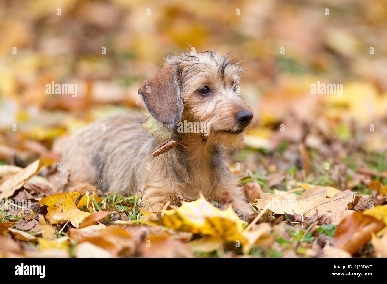 Wire-haired Kaninchen-Dachshund lying in leaf litter. Germany Stock Photo