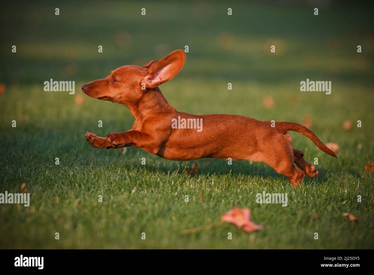 Smooth Dachshund. Adult dog running on a lawn. Germany Stock Photo