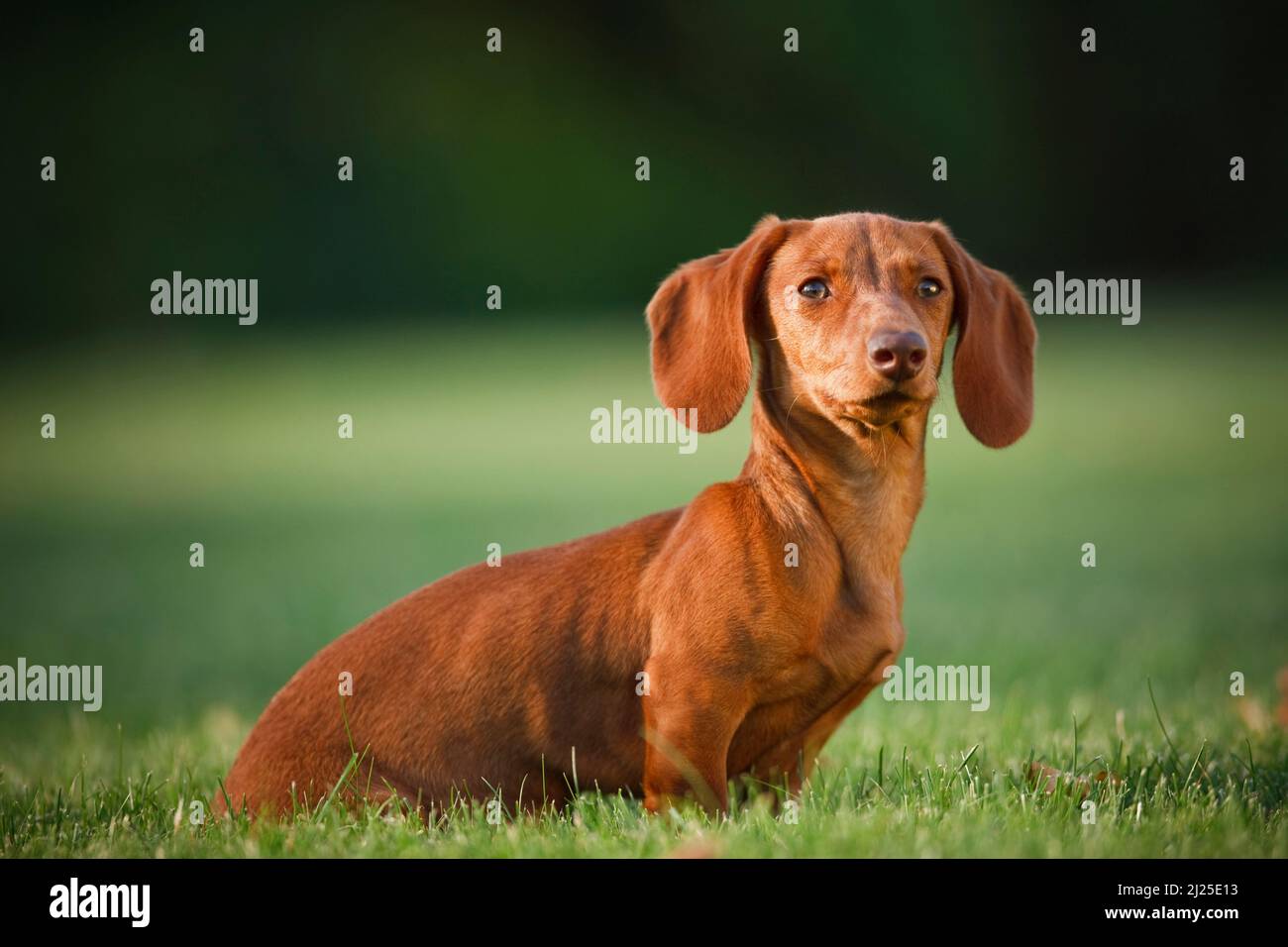 Smooth Dachshund. Adult dog sitting on a lawn. Germany Stock Photo