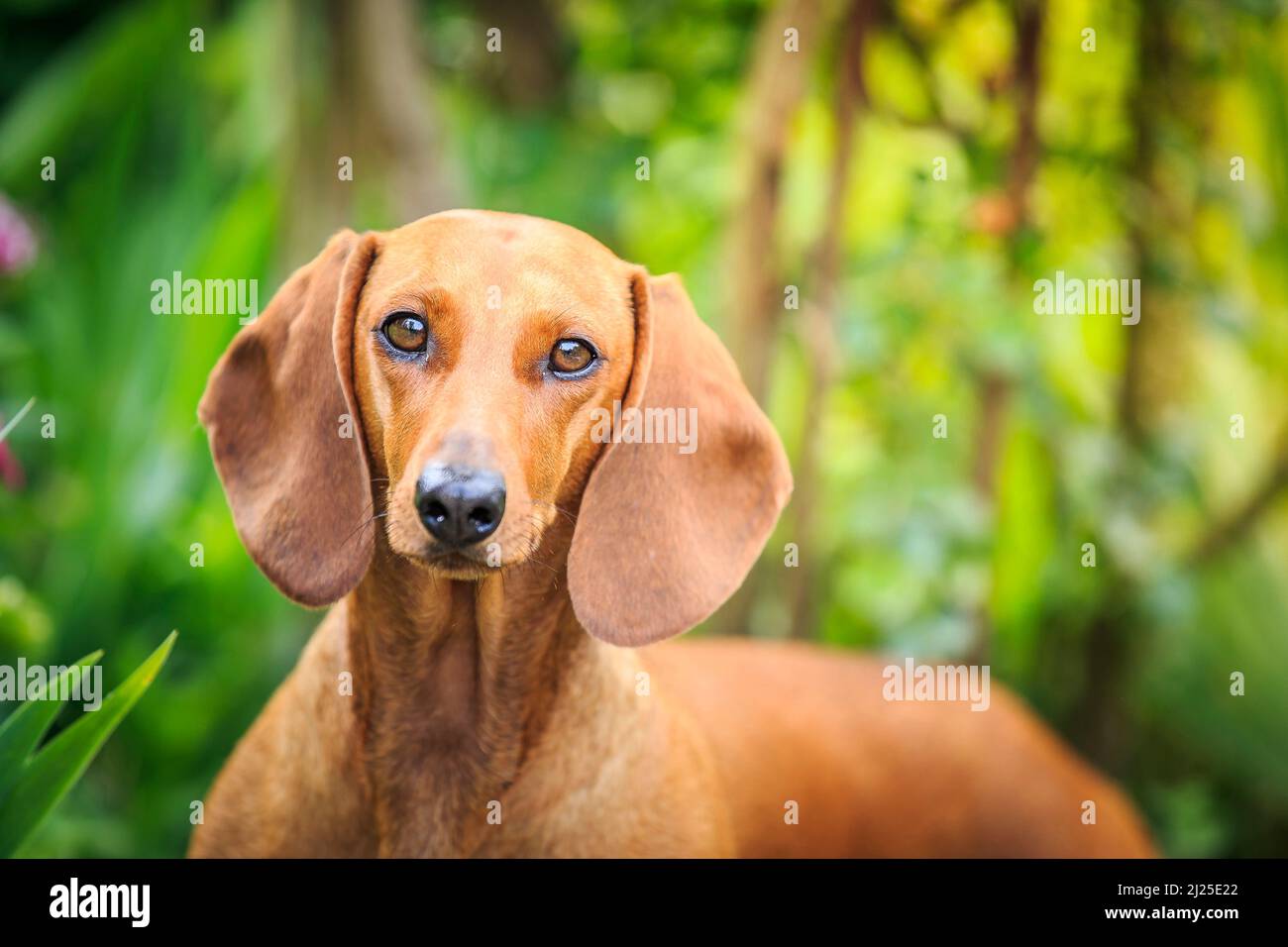 Smooth Dachshund. Portrait of adult dog. Germany Stock Photo