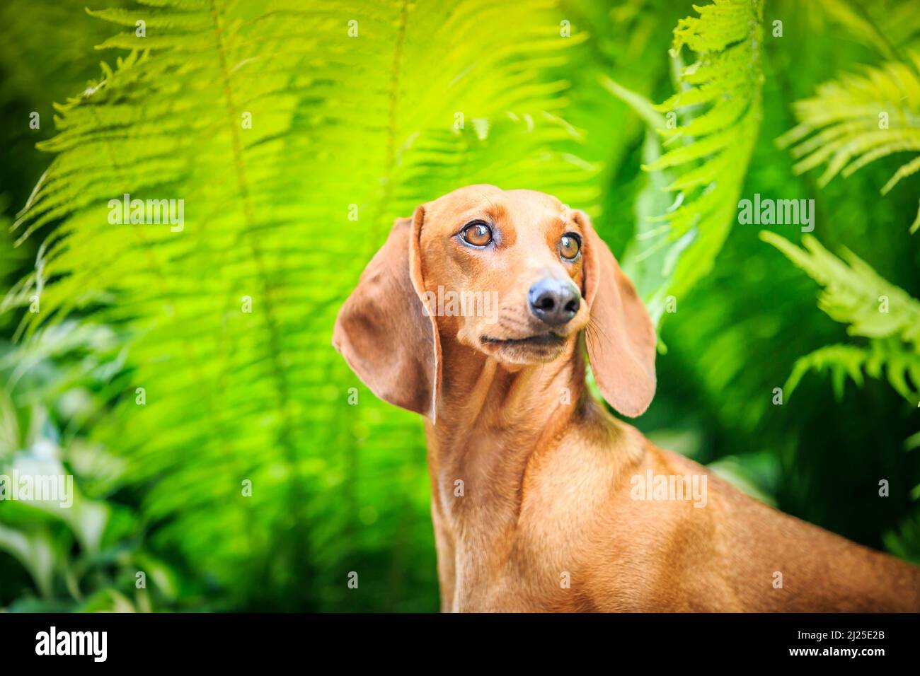 Smooth Dachshund. Portrait of adult dog with fern fronds in background. Germany Stock Photo
