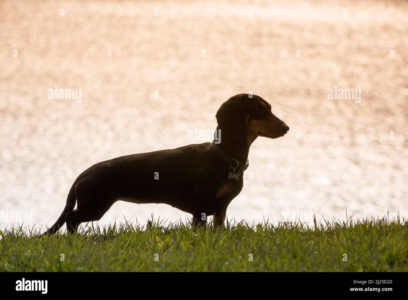 Smooth Dachshund. Adult dog standing on a meadow with glittering water in the background. Germany Stock Photo