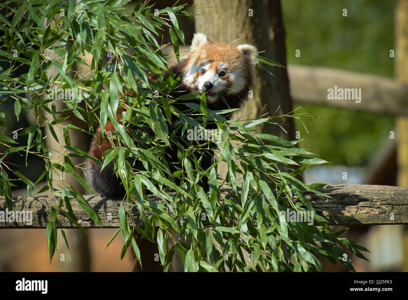 Photography of red panda eating bamboo in a park Stock Photo - Alamy