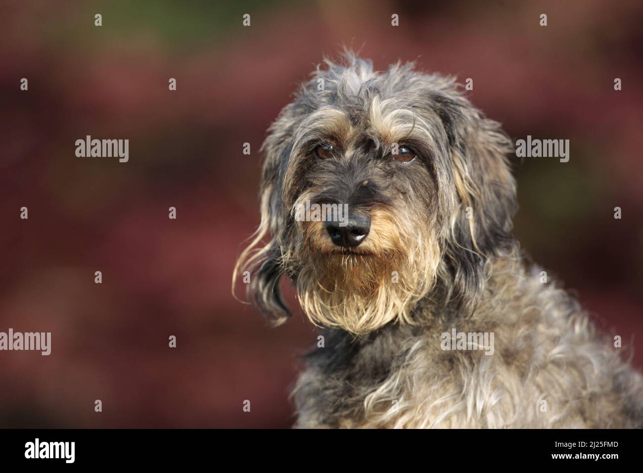 Wirehaired Dachshund. Portrait of adult dog. Germany Stock Photo Alamy