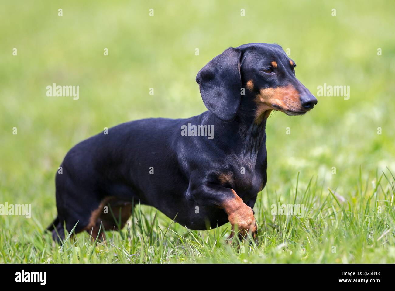 Black and tan smooth Dachshund. Adult dog walking on a meadow. Stock Photo
