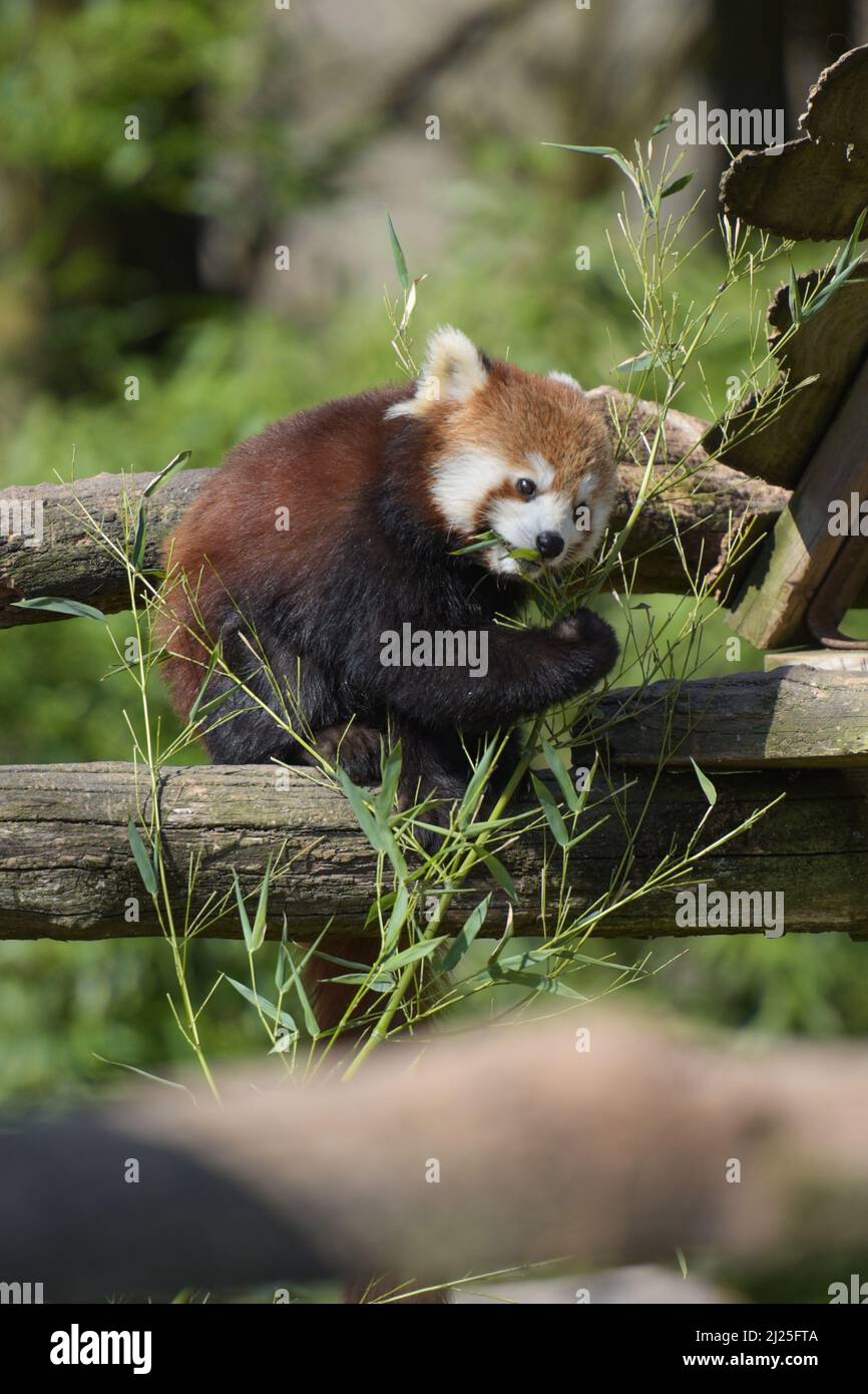 Photography of red panda eating bamboo in a park Stock Photo - Alamy
