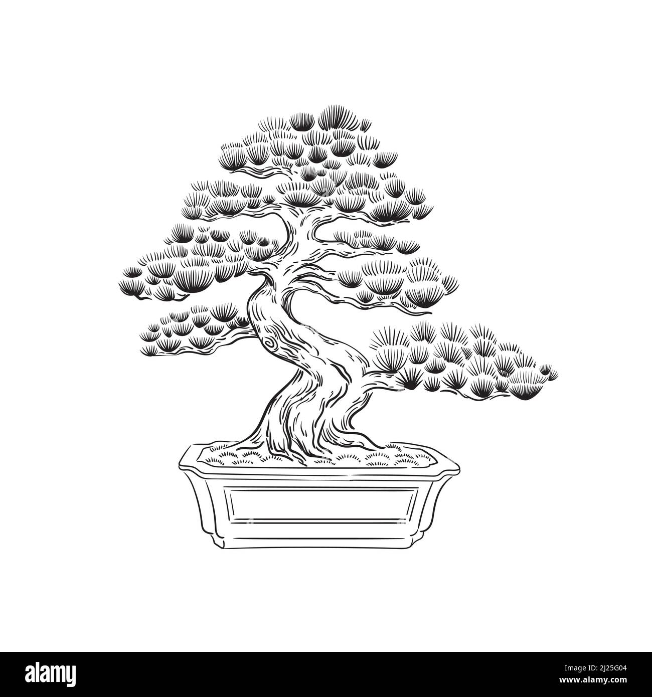 Bonsai black background Cut Out Stock Images Pictures Alamy