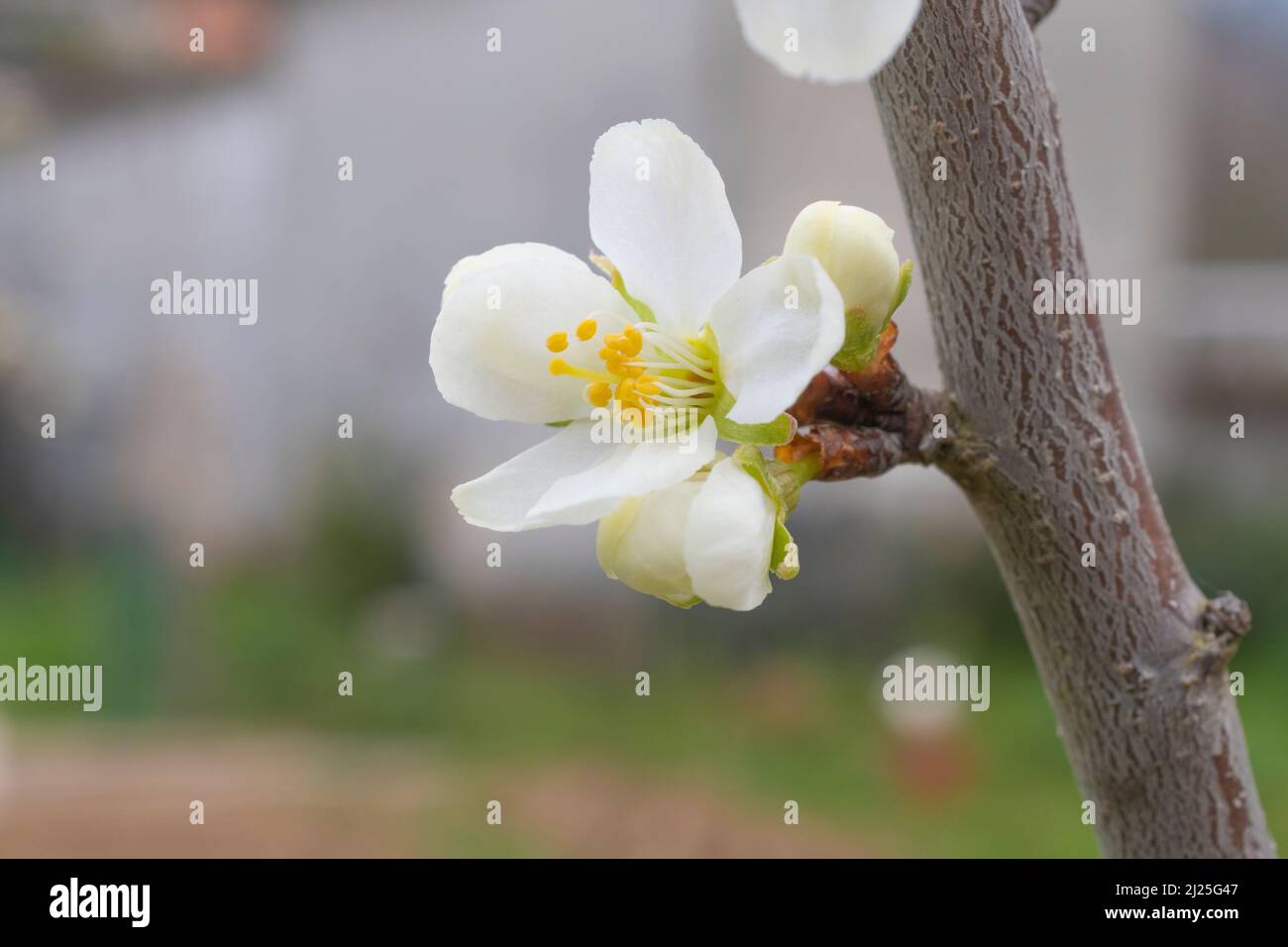 Flowers of a plum tree just blooming in spring Stock Photo