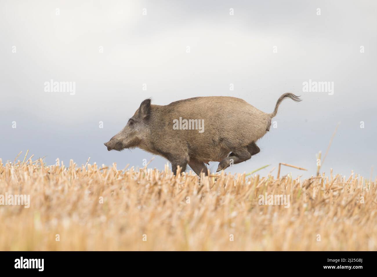 Wild Boar (Sus scrofa). Female fleeing over a stubble field. Skane ...