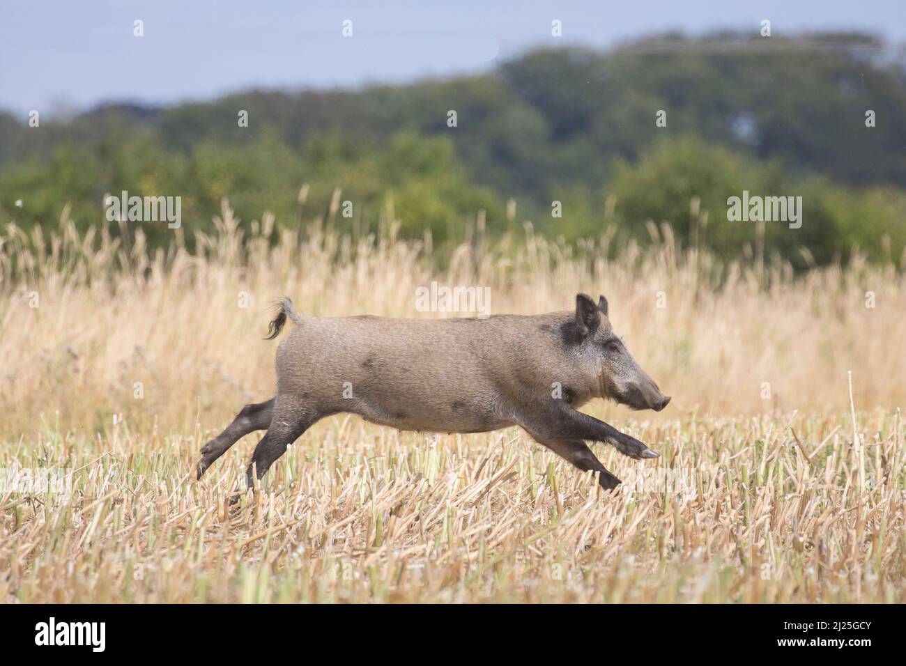 Wild Boar (Sus scrofa). Female fleeing over a stubble field. Skane ...