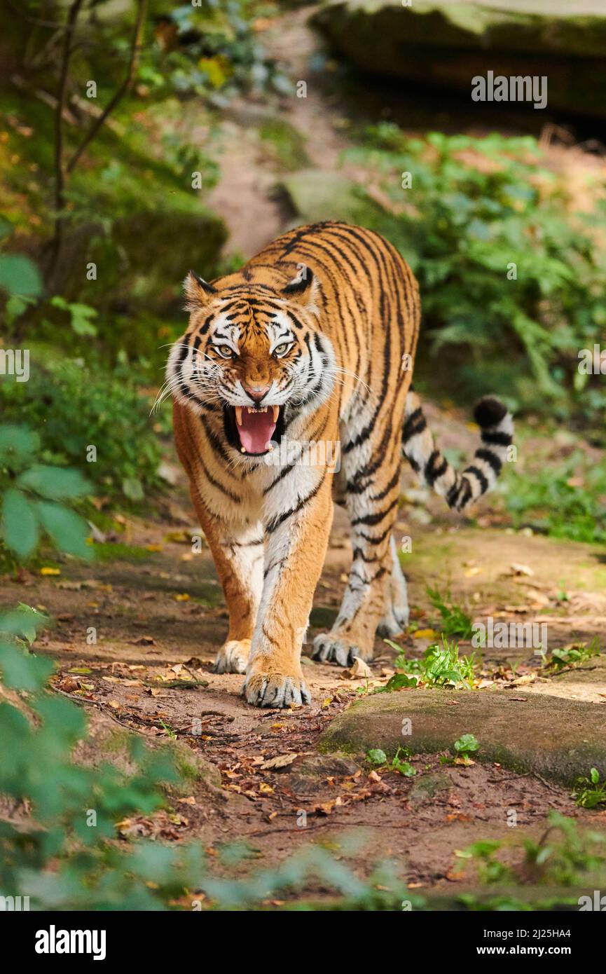 Siberian Tiger (Panthera tigris altaica), adult hissing. Germany Stock Photo