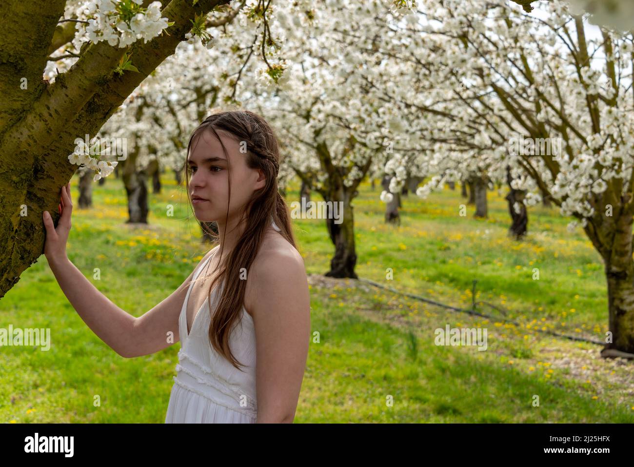 portrait of a young woman wearing a white dress  in  a cherry orchard with trees in blossom. spring summer image . Stock Photo
