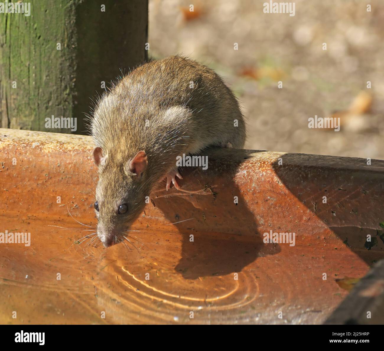 A Norway Rat (Rattus norvegicus) drinks from a water trough in a cattle pasture. Austria Stock Photo