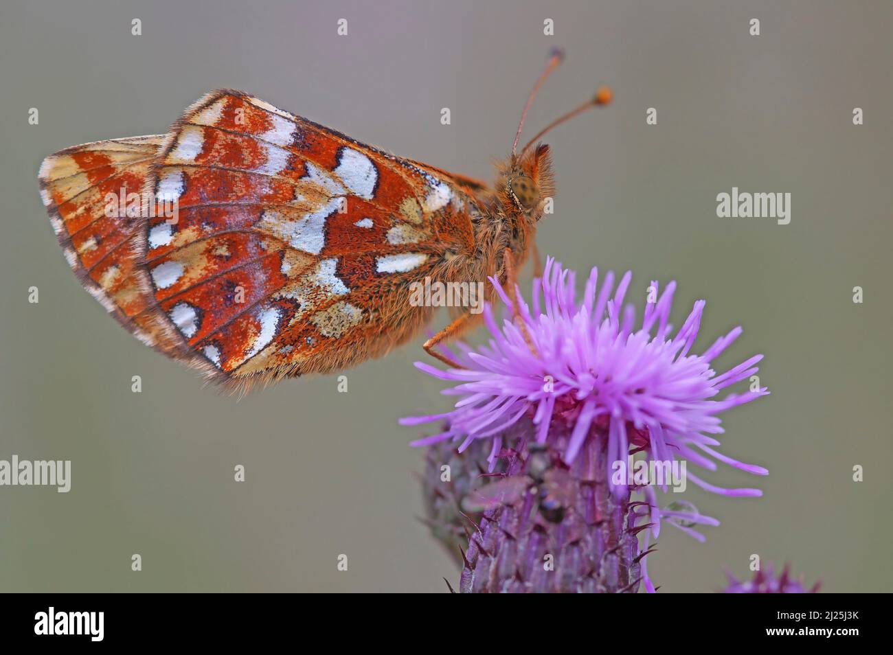 Shepherd's Fritillary (Boloria pales) on the blossom of a Plum Thistle. Underwing visible Stock Photo