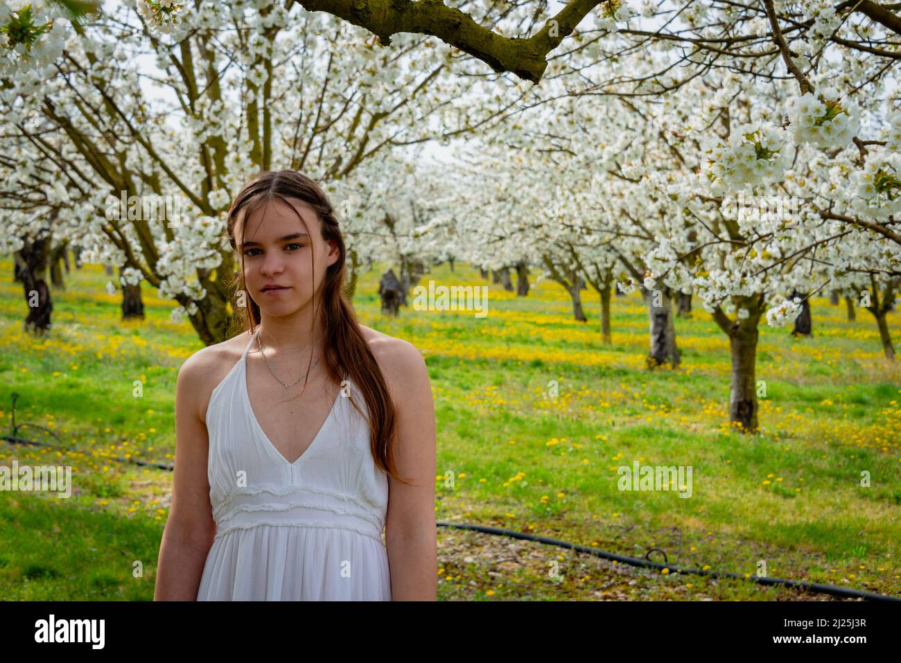 portrait of a young woman wearing a white dress  in  a cherry orchard with trees in blossom. spring summer image . Stock Photo
