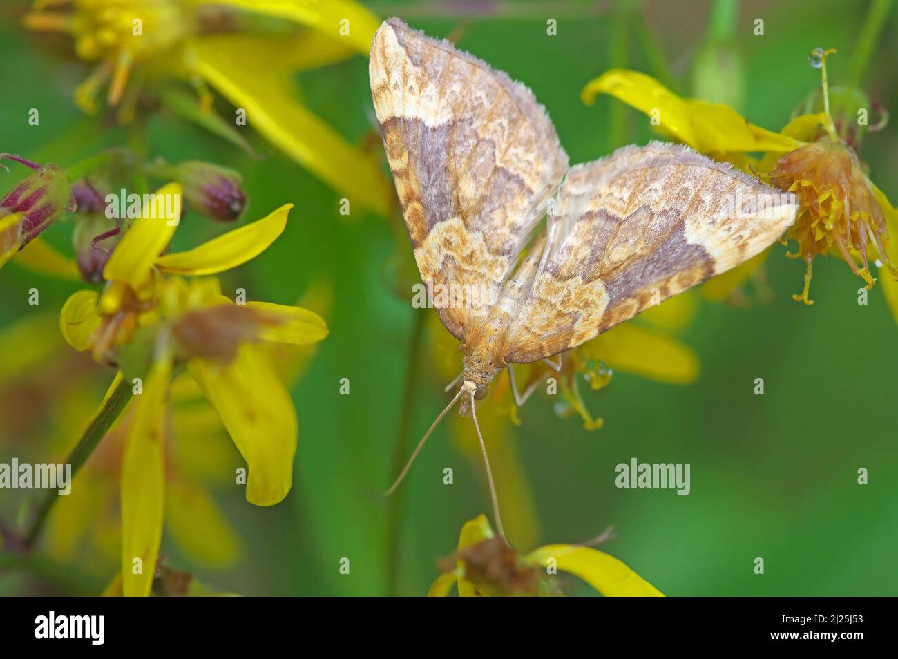Geometer Moth (Cidaria ?) on Squaw Weed flowers. Austria Stock Photo
