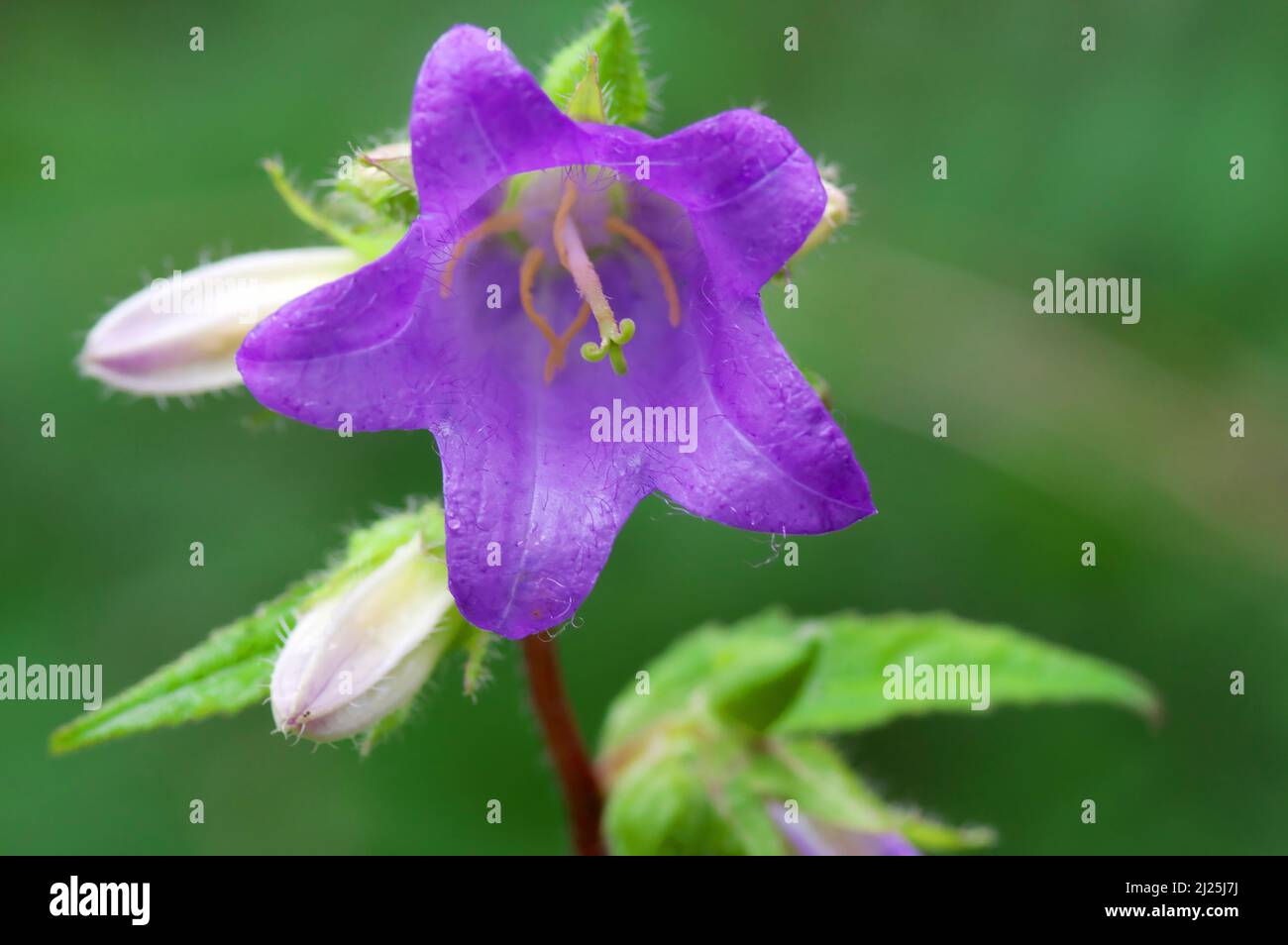 Creeping Bellflower, Rampion Bellflower (Campanula rapunculoides). flower and flower buds. Austria Stock Photo