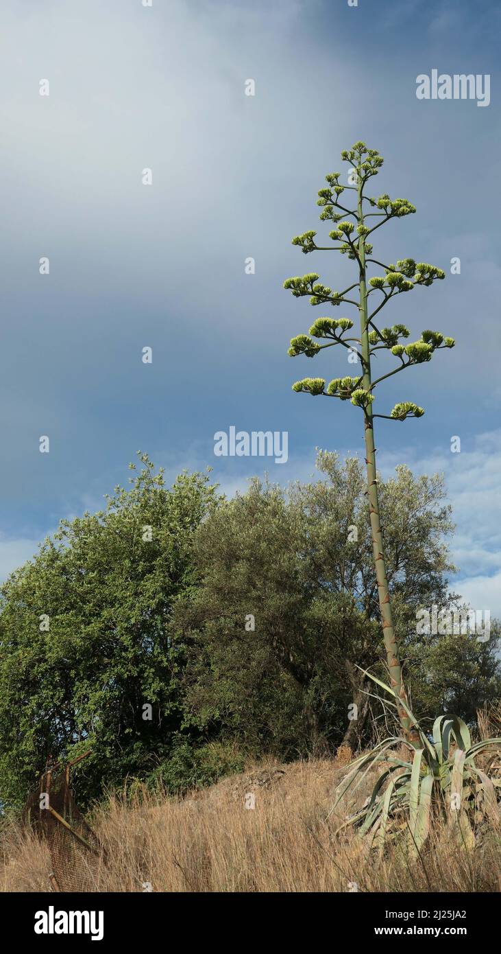 Tall agave flower against morning blue sky in Andalusian countryside Stock Photo