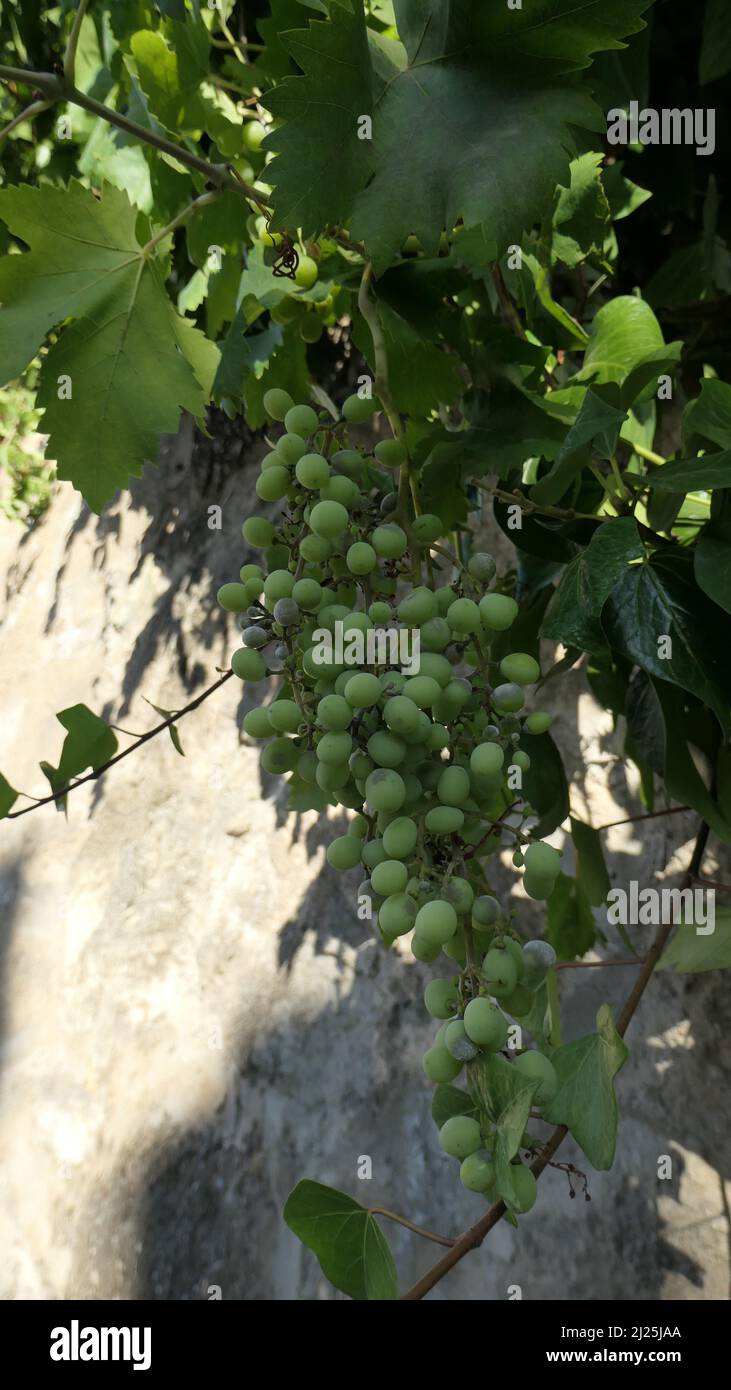 Closeup of Bunch of young unripe green grapes in shade Stock Photo