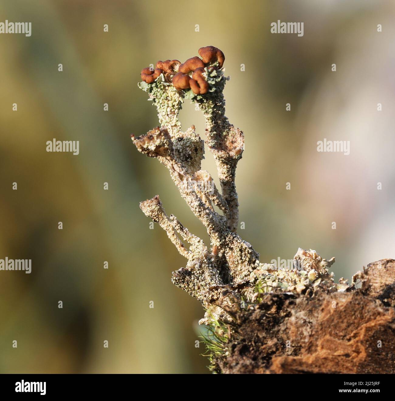Cup Lichen - Cladonia peziziformis - Macro Stock Photo