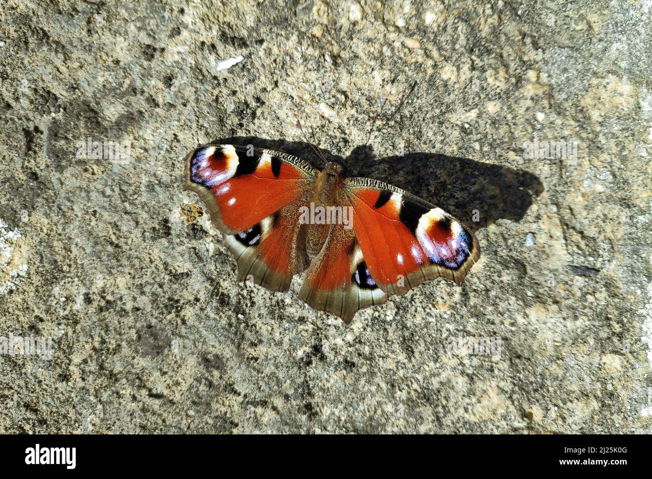 The small tortoiseshell (Aglais urticae) is a colourful Eurasian butterfly in the family Nymphalidae. Stock Photo