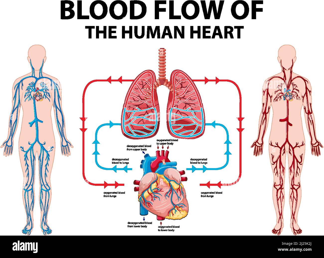 Diagram showing blood flow of human heart illustration Stock Vector ...