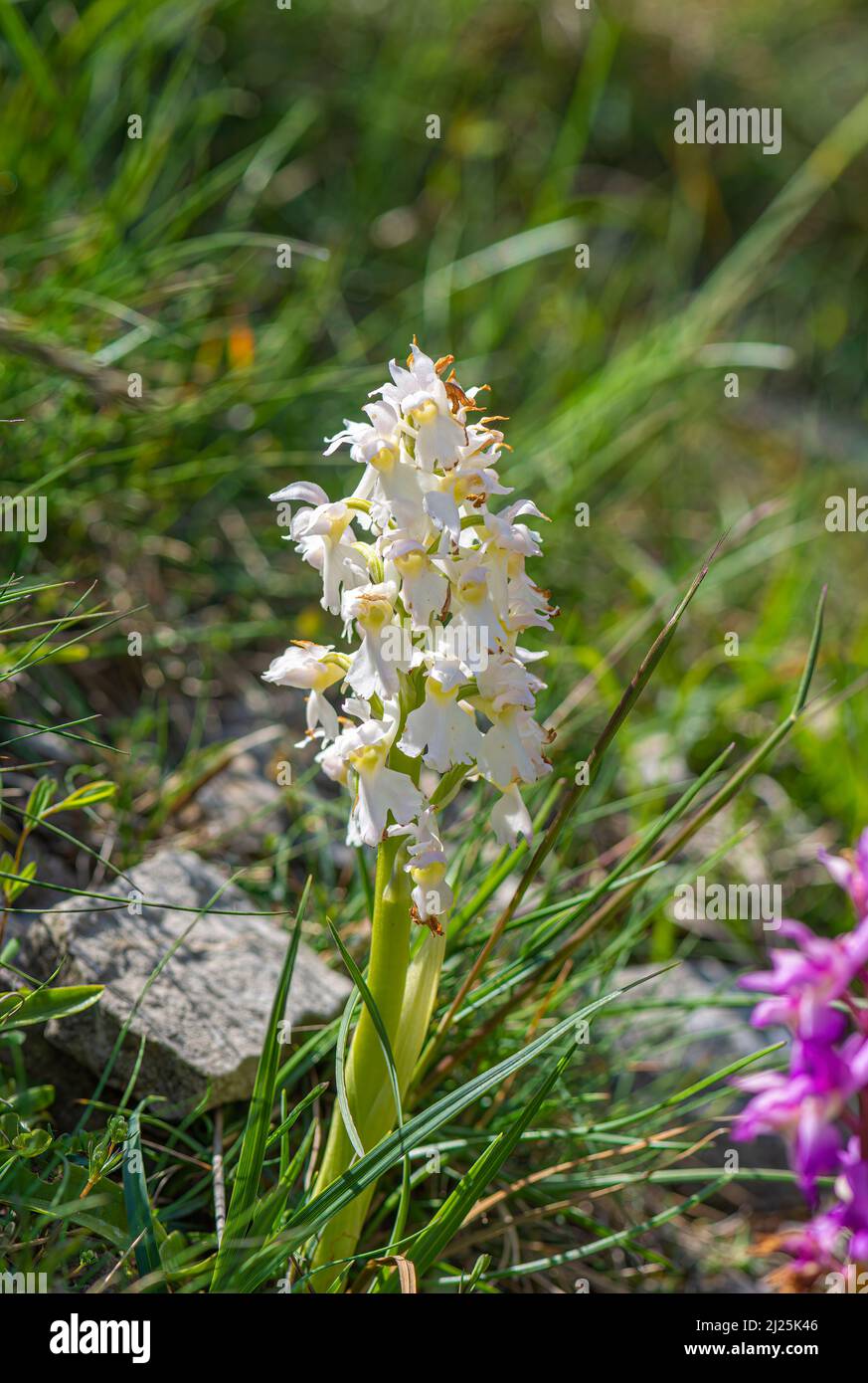Early purple orchids, Cressbrook Dale, Peak District, Derbyshire, UK Stock Photo