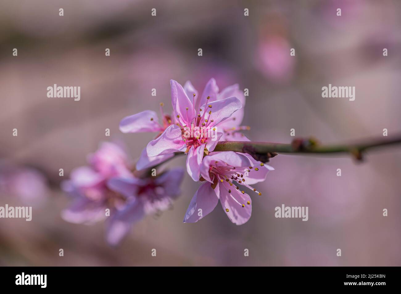 Peach tree blossom Spring, UK Stock Photo