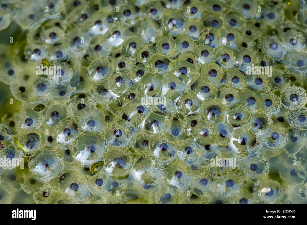 Common frogs spawning in spring March 2022 Cheshire, UK Stock Photo