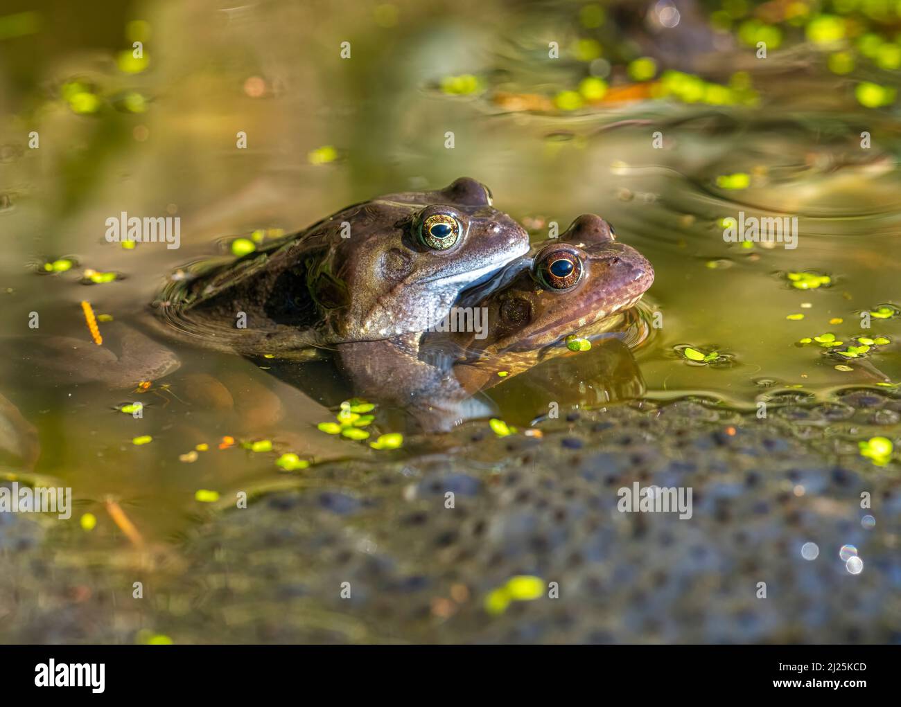 Common frogs spawning in spring March 2022 Cheshire, UK Stock Photo