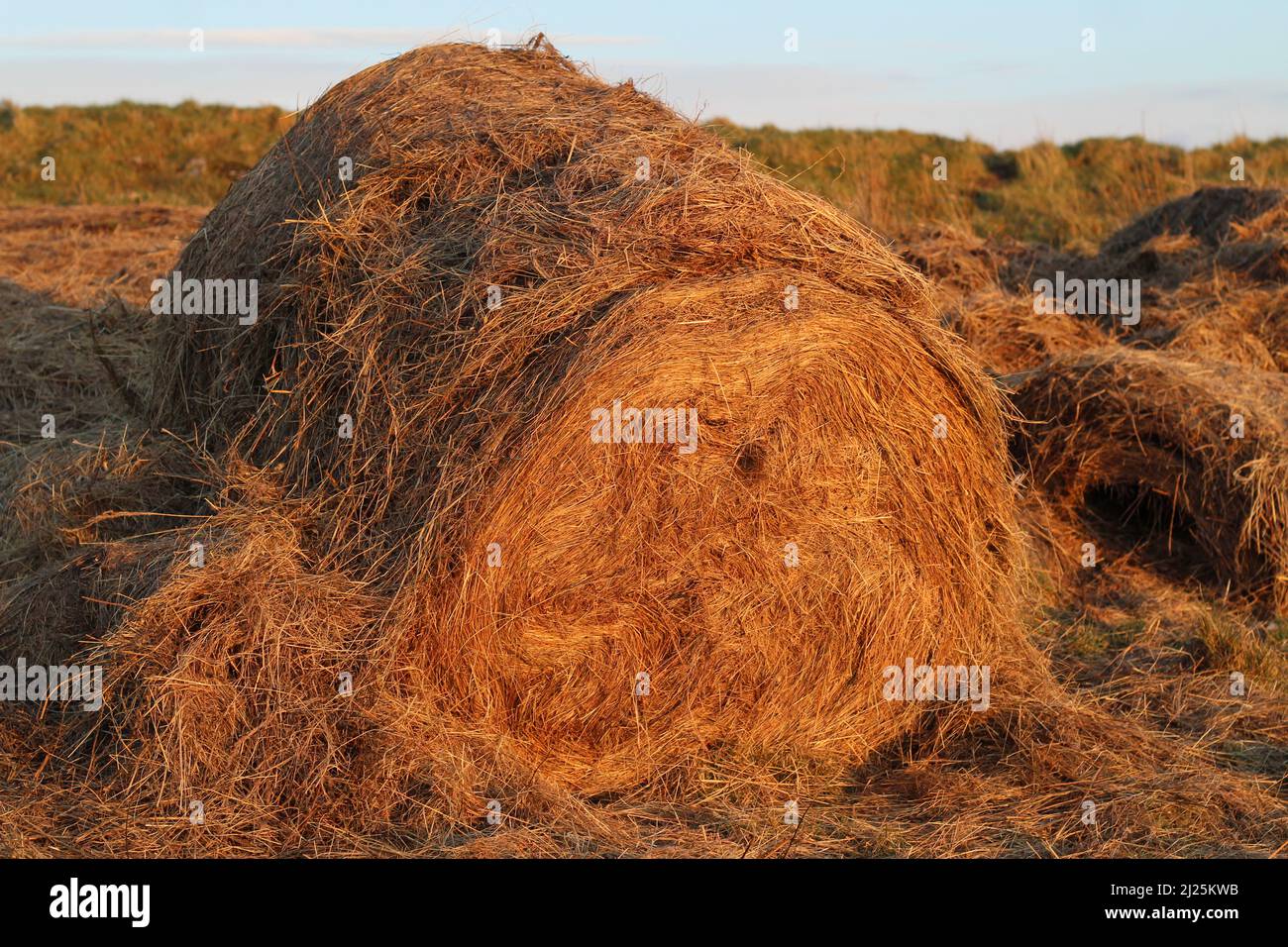 Round bale of hay in evening sunlight in field on farmland in rural Ireland Stock Photo