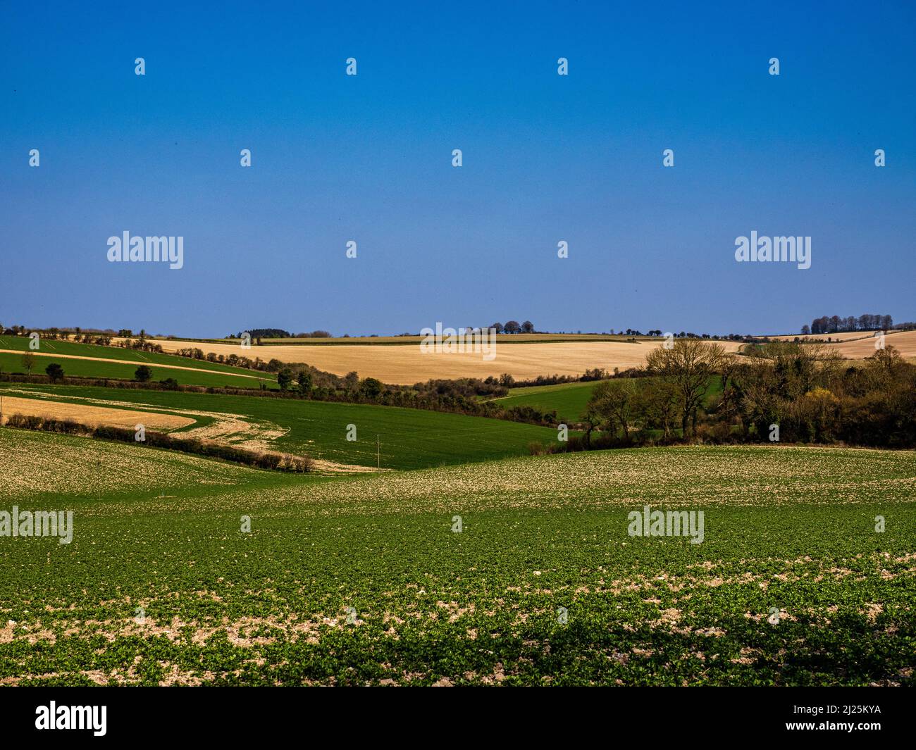 Chalk downlands under cultivation, South Downs National Park near Morestead, Hampshire, England. Stock Photo