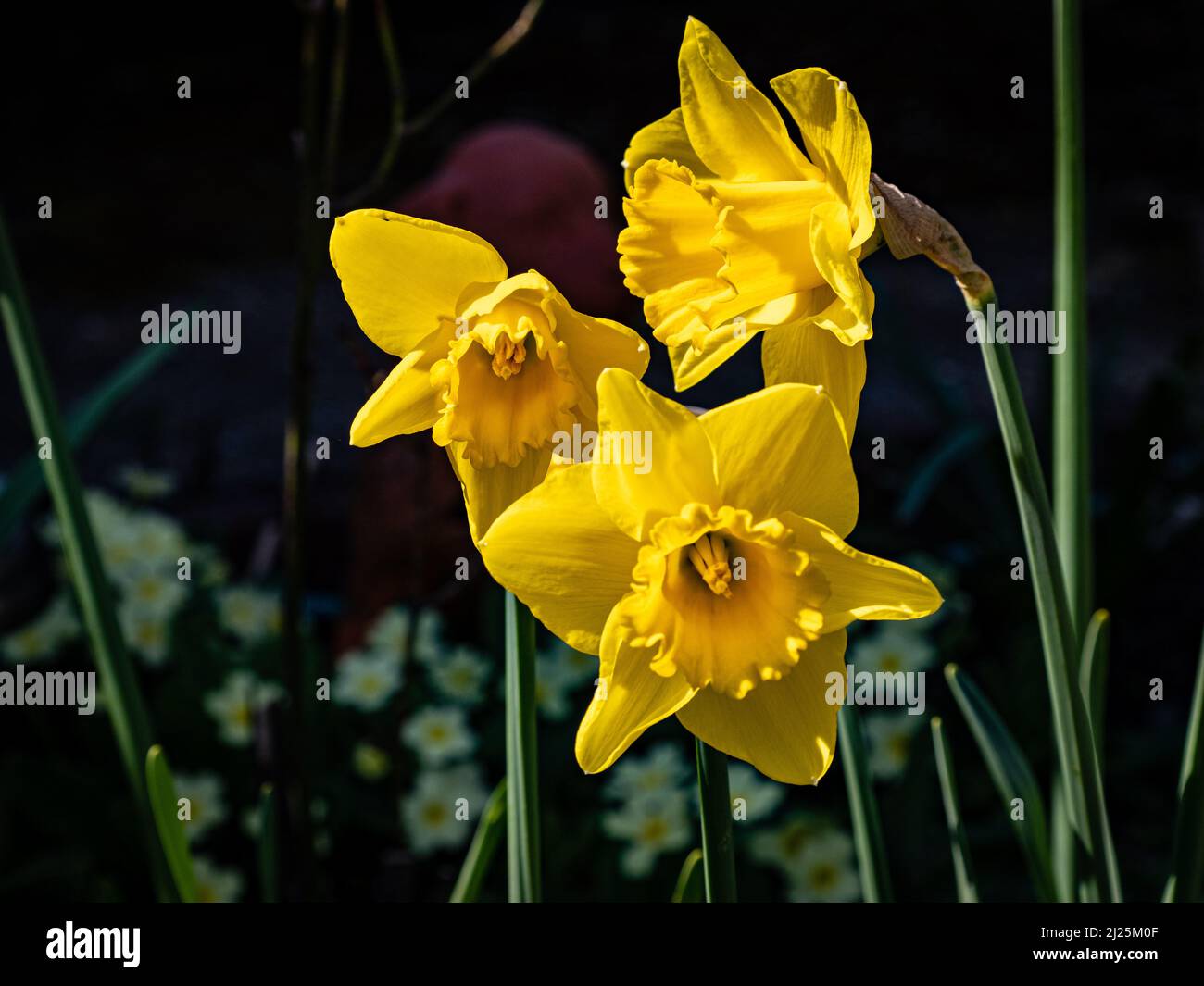 Daffodils are the favourite Spring flower in most gardens in England. Stock Photo