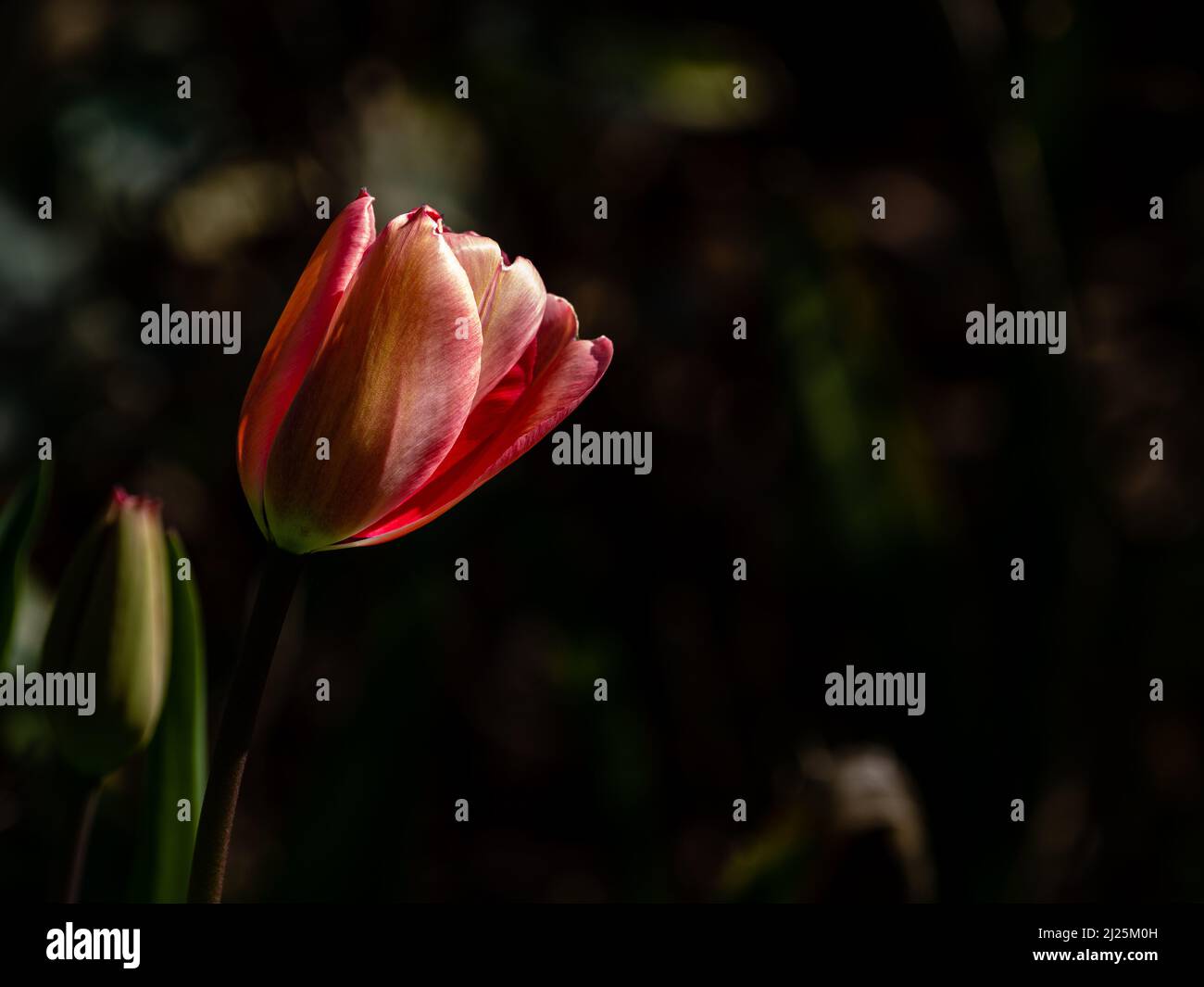 A single tulip in a garden, England Stock Photo