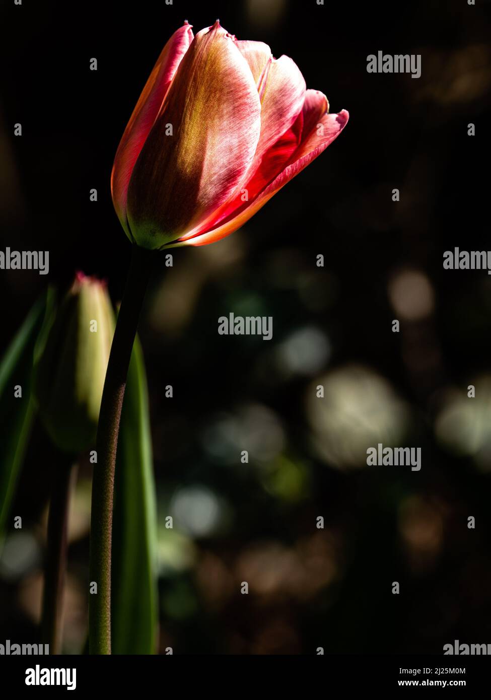 A single tulip in a garden, England Stock Photo