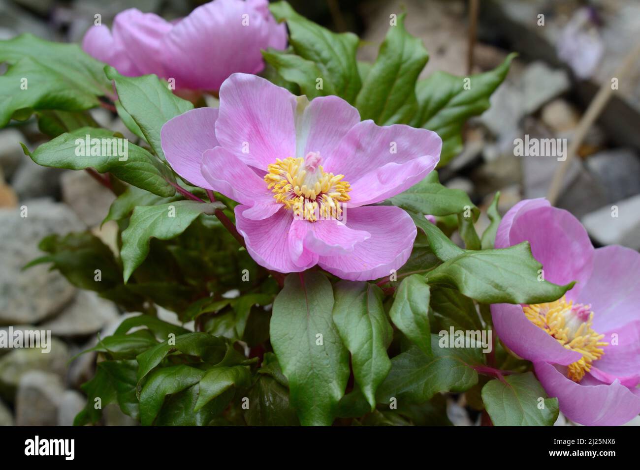 Paeonia mascula subs russoi early flowering Peony flower Stock Photo