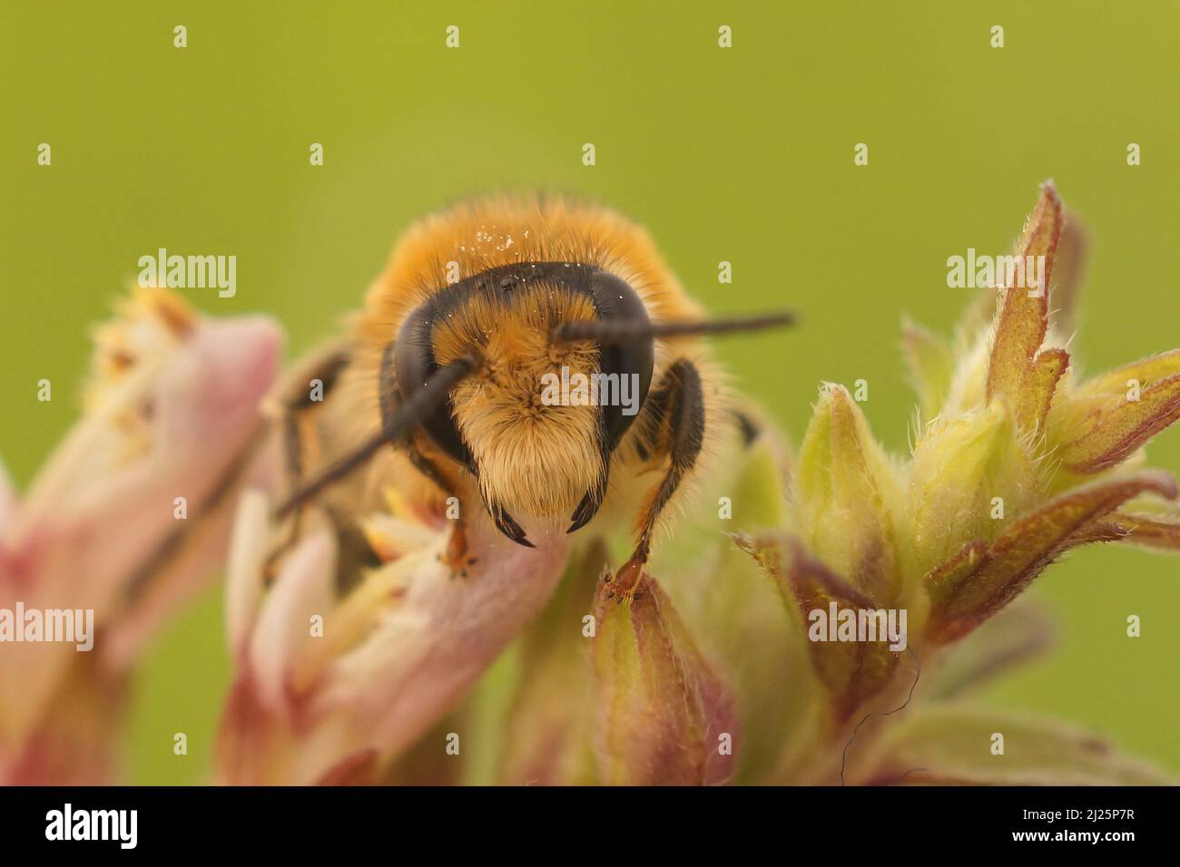 Frontal closeup on a male of the endangered Red Bartsia Blunt horn bee, Meliita tricincta, a specialist on it's host plant, Odontites vulgaris Stock Photo