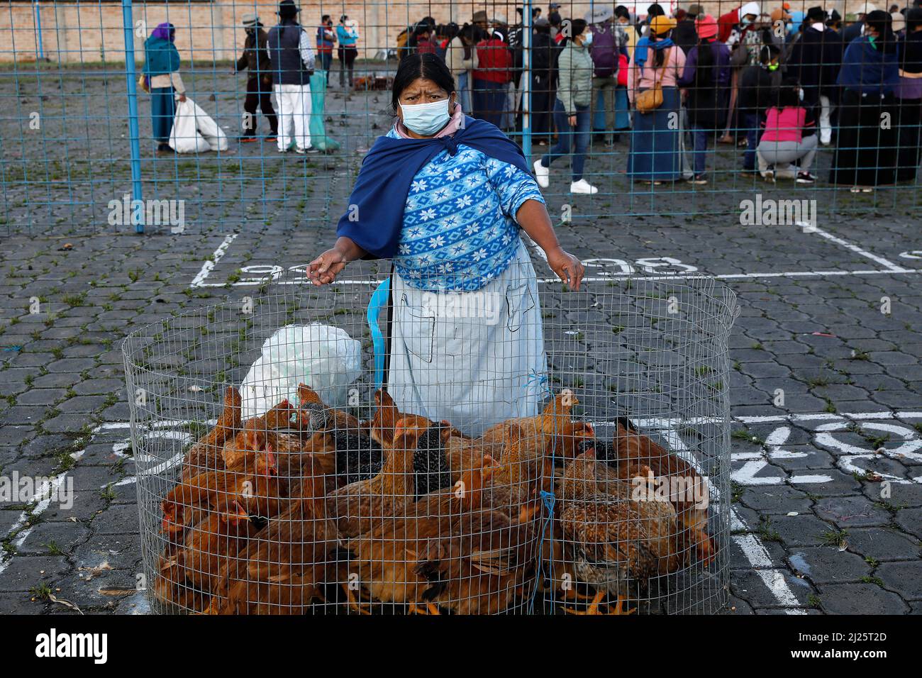 Woman selling chickens at Otavalo weekly market, Ecuador Stock Photo