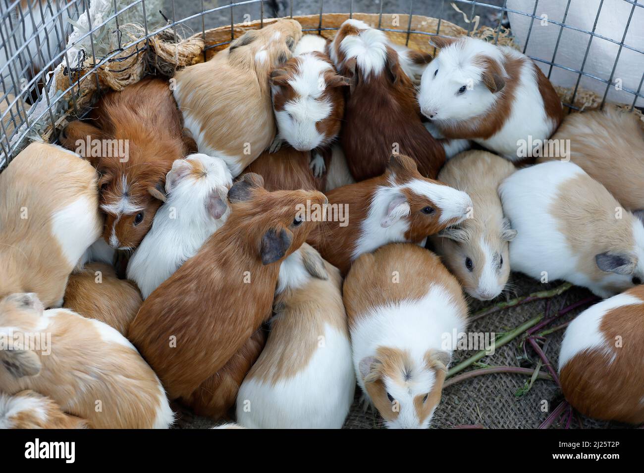 Guinea pigs sold at Otavalo weekly market, Ecuador Stock Photo Alamy