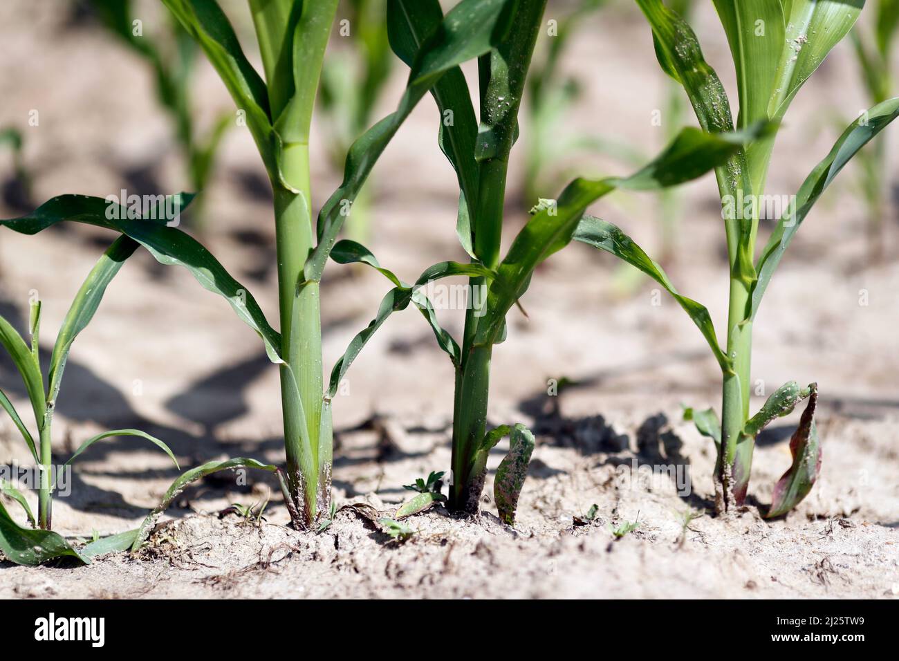 Corn field.  Cultivated plants and agriculture. Stock Photo