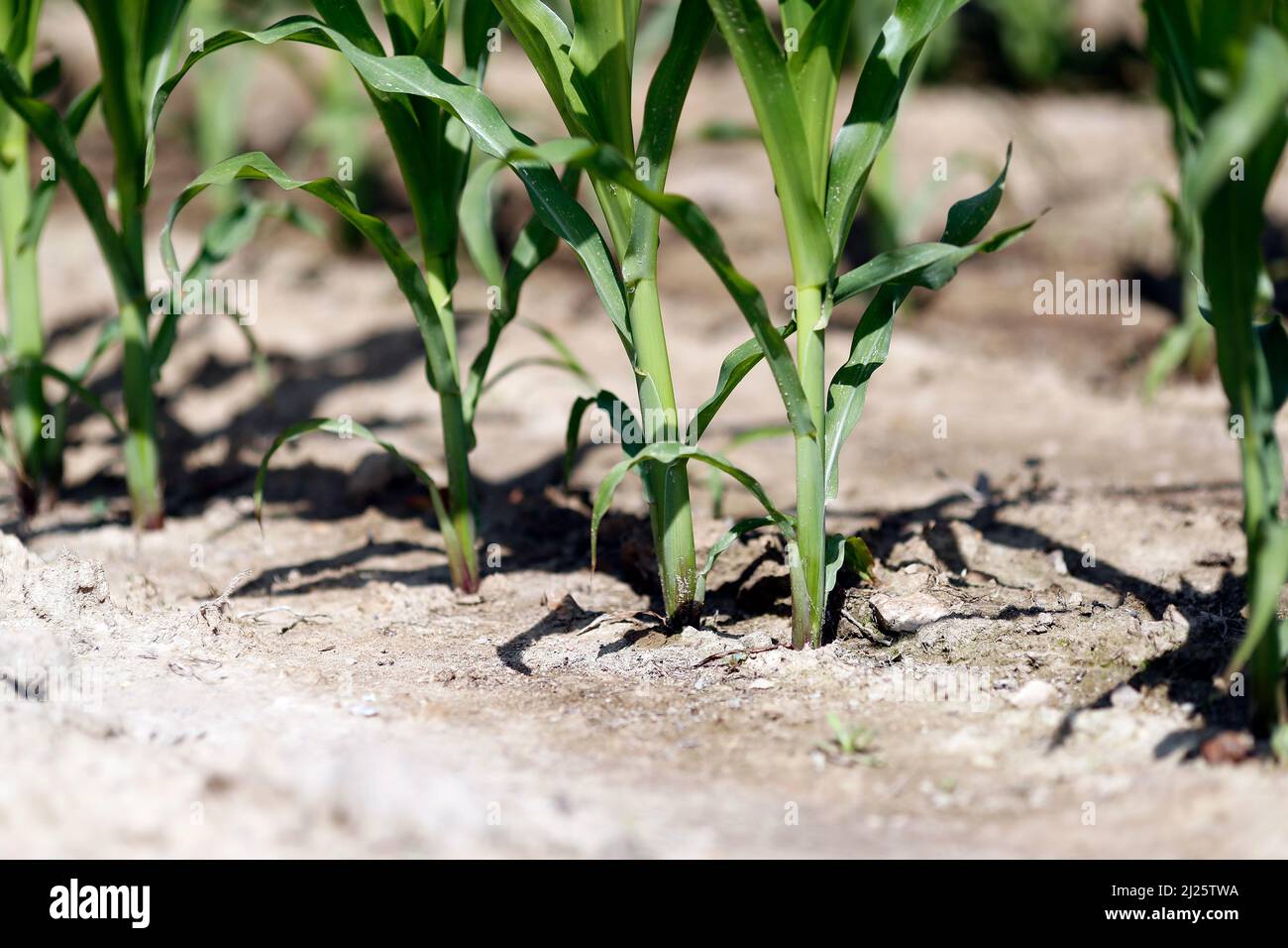 Corn field.  Cultivated plants and agriculture. Stock Photo