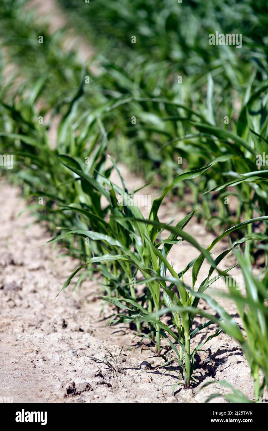 Corn field.  Cultivated plants and agriculture.  Wheat field.  Cultivated plants and agriculture. Stock Photo