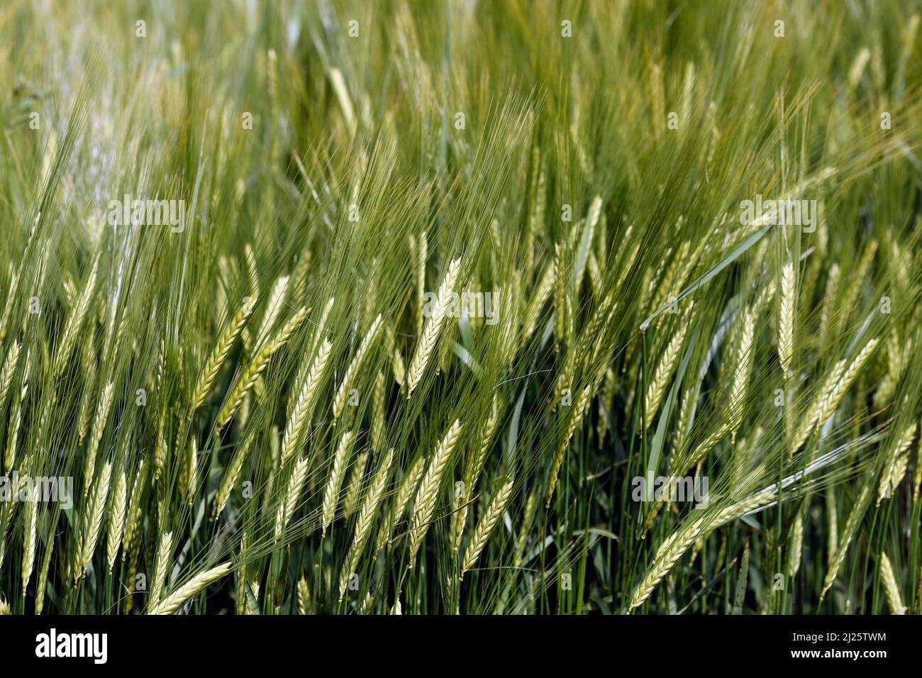 Wheat field.  Cultivated plants and agriculture. Stock Photo