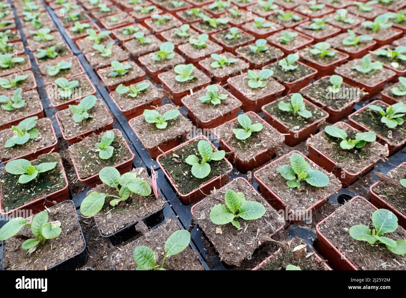 Flowers production and cultivation in greenhouse Stock Photo Alamy