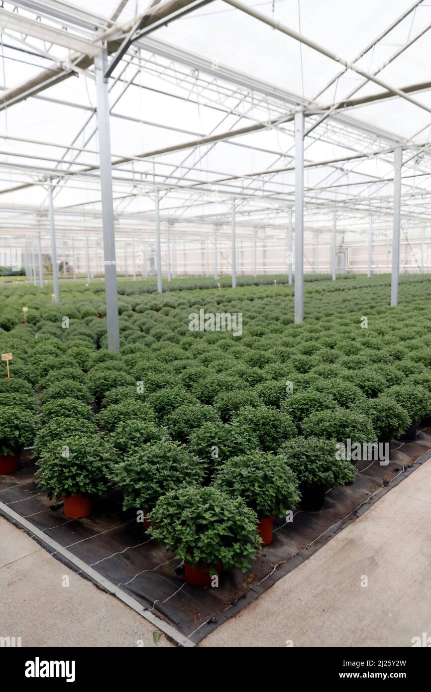 Flowers production and cultivation in greenhouse. Stock Photo