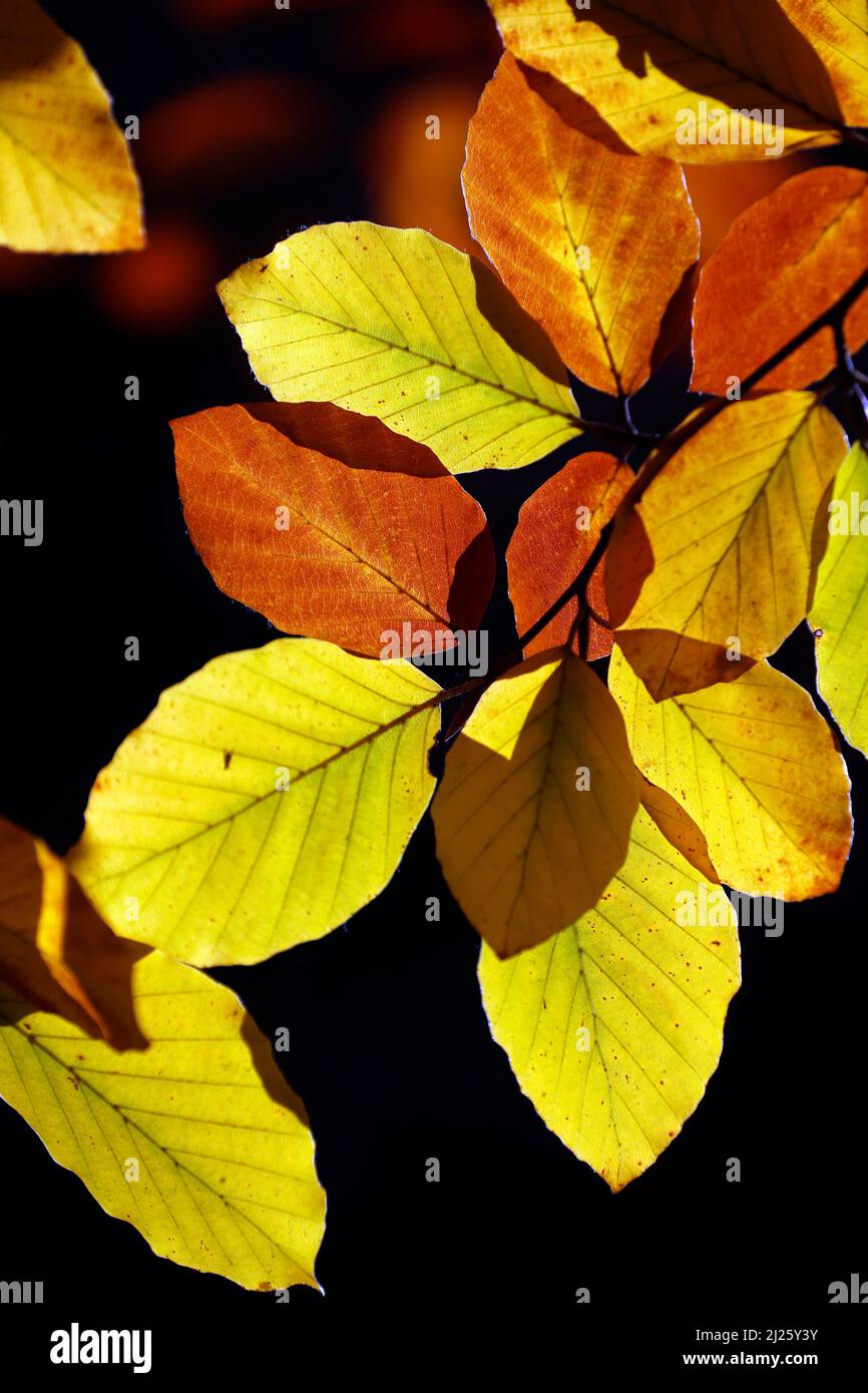 Branches of golden leaves in autumn Stock Photo - Alamy