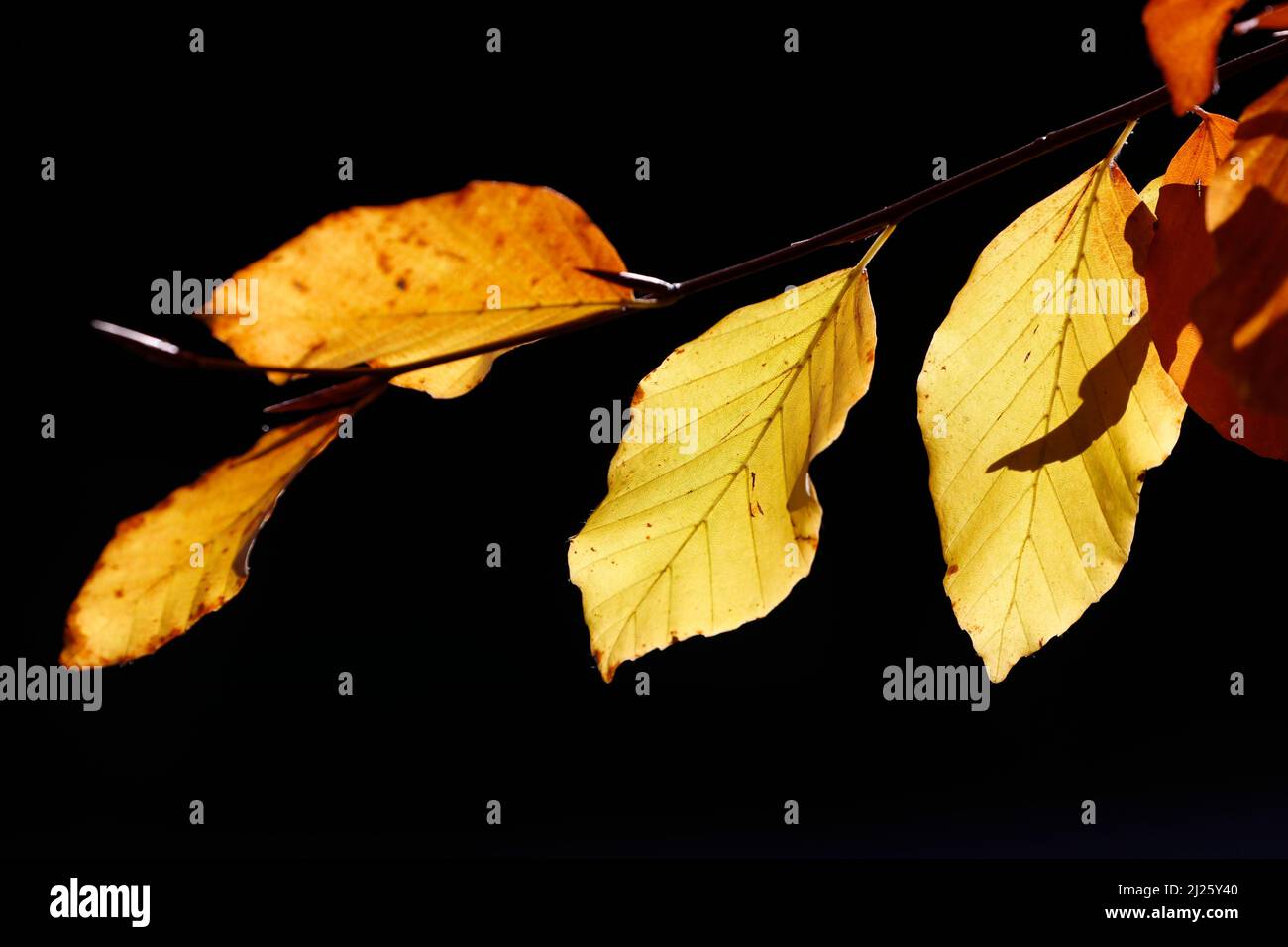 Branches of golden leaves in autumn Stock Photo - Alamy